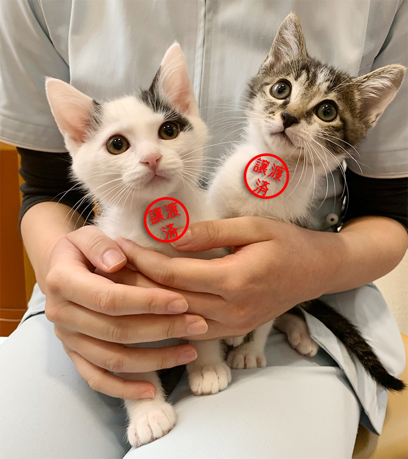 動物 病院 里親 募集